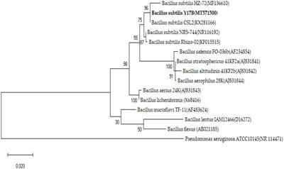 Biocontrol potential of lipopeptides produced by the novel Bacillus subtilis strain Y17B against postharvest Alternaria fruit rot of cherry